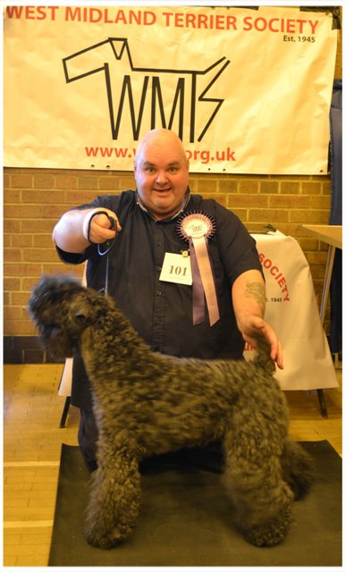 Kerry Blue Terrier