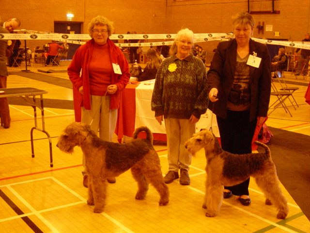 Airedale terriers