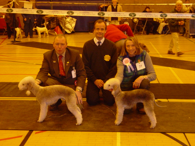 Bedlington Terrier 