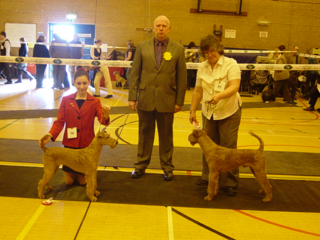 Irish Terrier