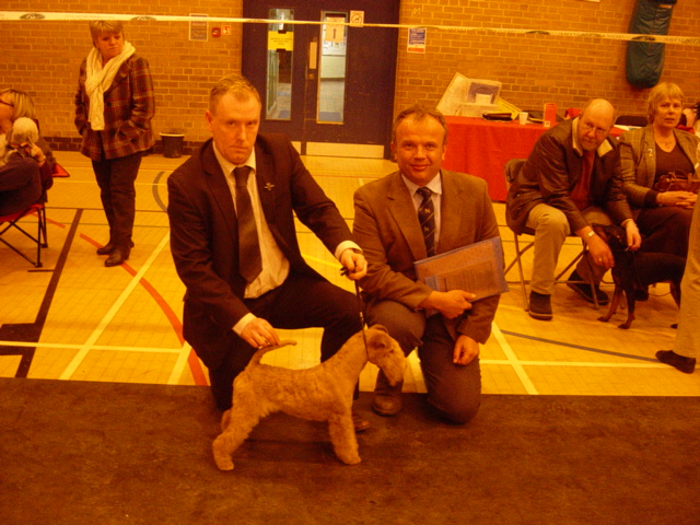 Lakeland Terrier