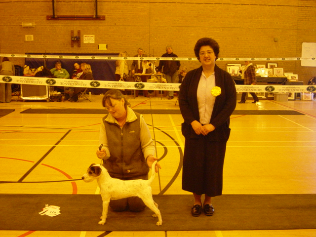 Parson Russell Terrier
