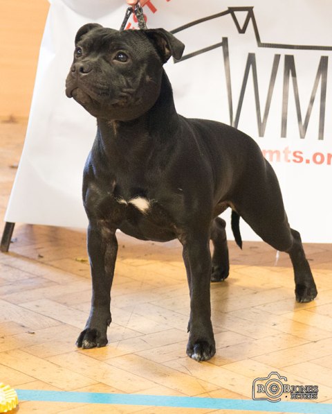 Western staffordshire bull terrier sales society
