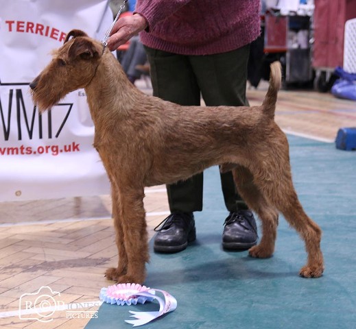 Montelle shop irish terriers