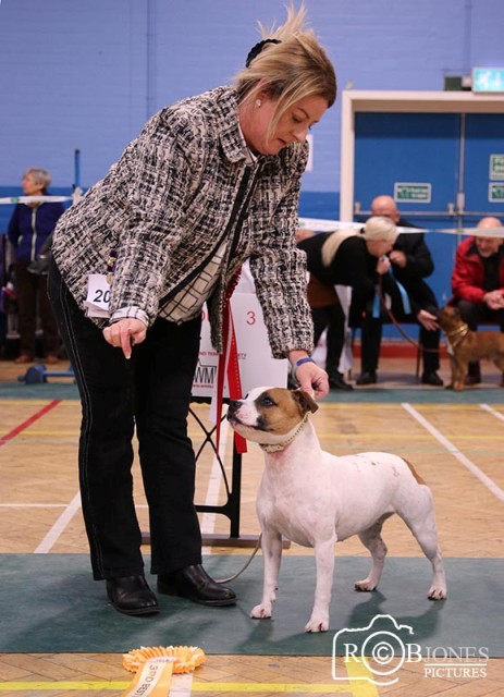 Western staffordshire bull terrier sales society