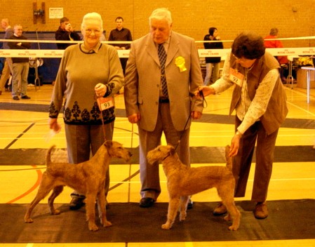 IRISH TERRIER BEST IF BREED AND BEST PUPPY