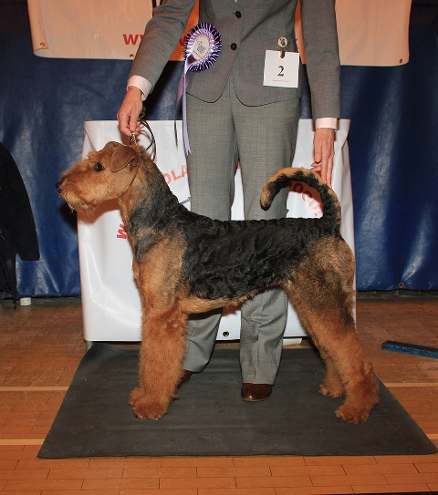 Airdale Terrier Best Of Breed
